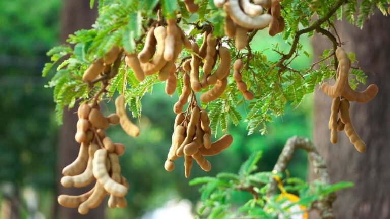 WhatsApp Image 2026-01-08 at 5.49.43 PM